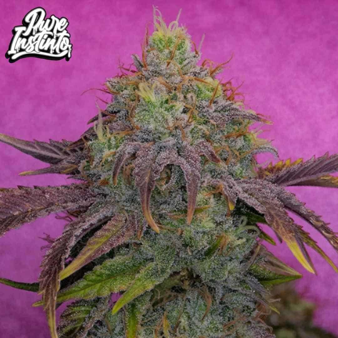 Watermelon Zkittles Blüte mit dichter Struktur, starken Trichomen und orangefarbenen Härchen
