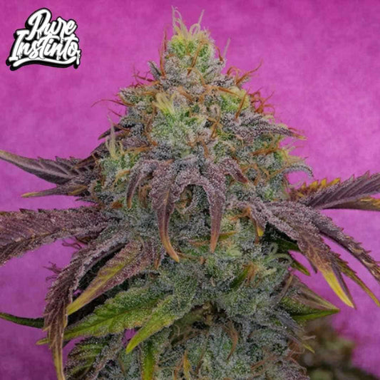 Watermelon Zkittles Blüte mit dichter Struktur, starken Trichomen und orangefarbenen Härchen