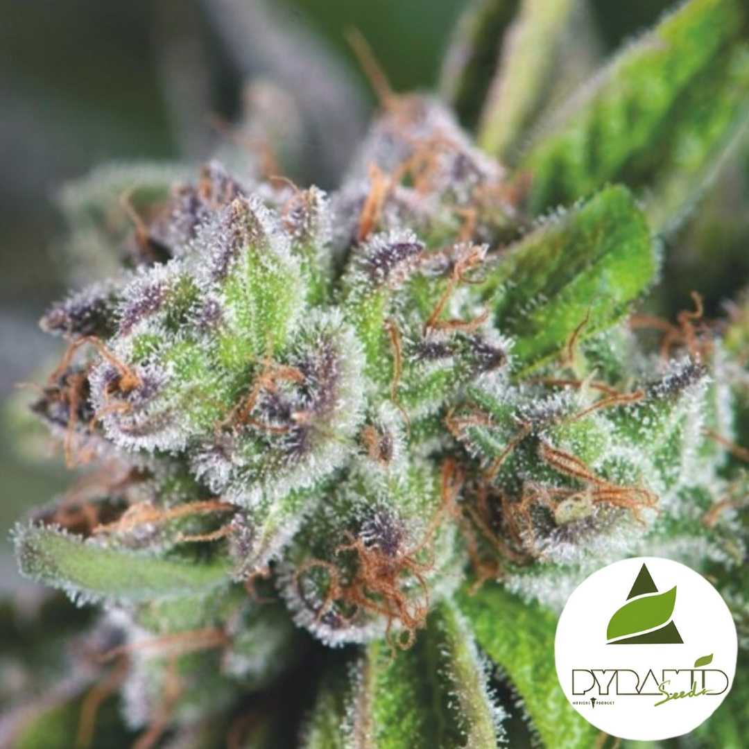 Frostige Watermelon Zkittlez Blüte mit violetten Akzenten und dichten Harztrichomen