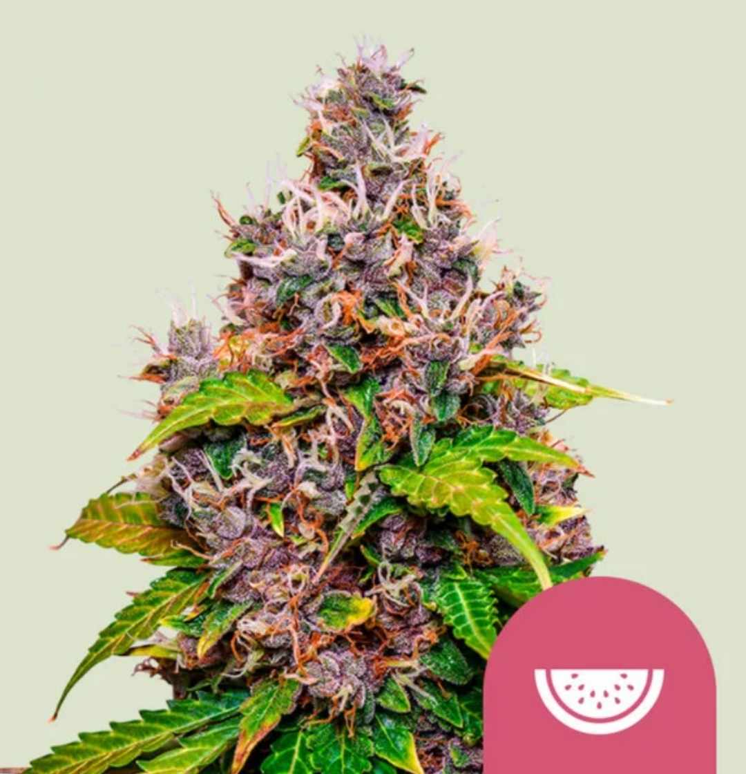 Watermelon Cannabisblüte mit lilafarbenen Trichomen und grünen Zuckerblättern, harzreich