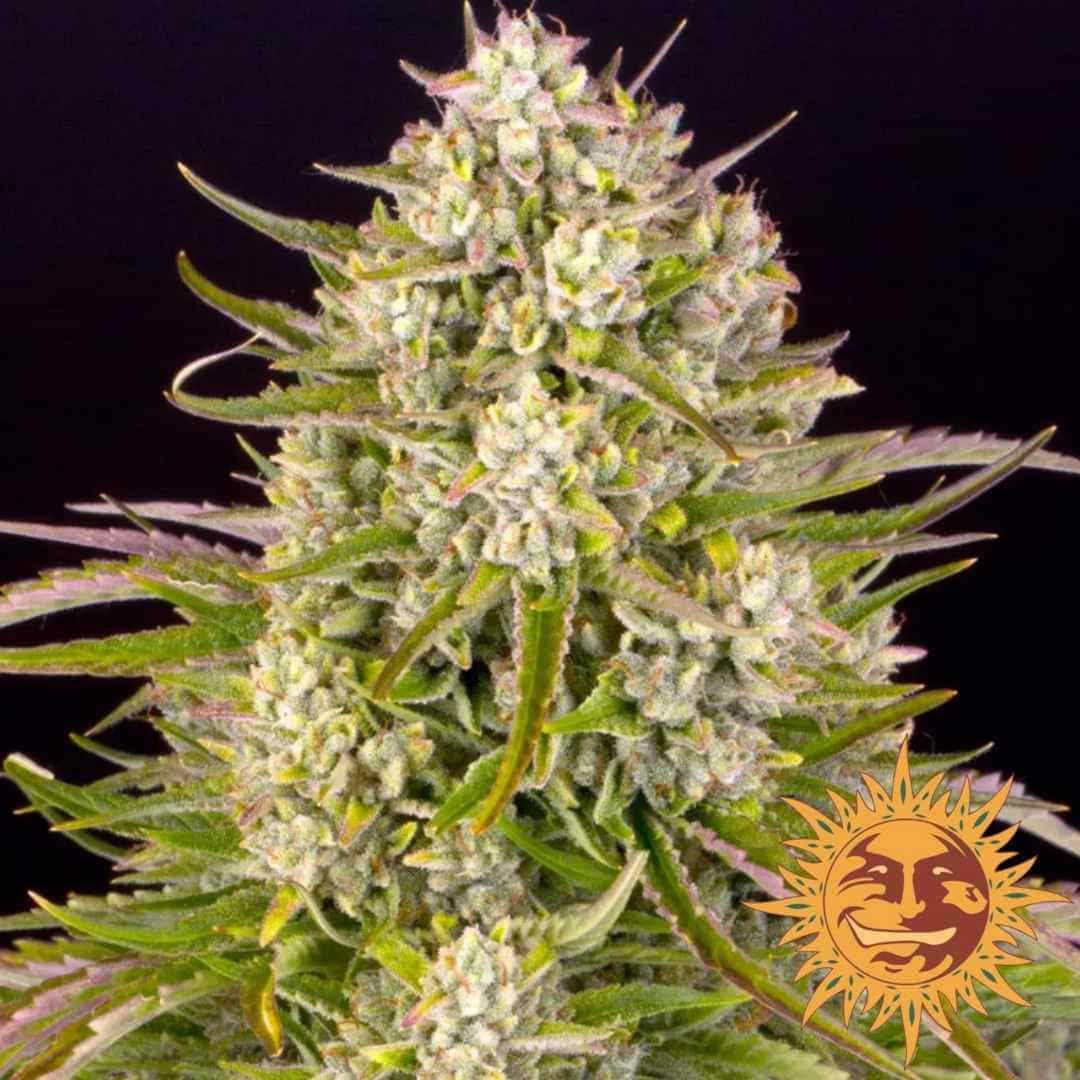Wedding Cake Auto mit dichten, harzüberzogenen Buds und kräftigen grünen Blättern