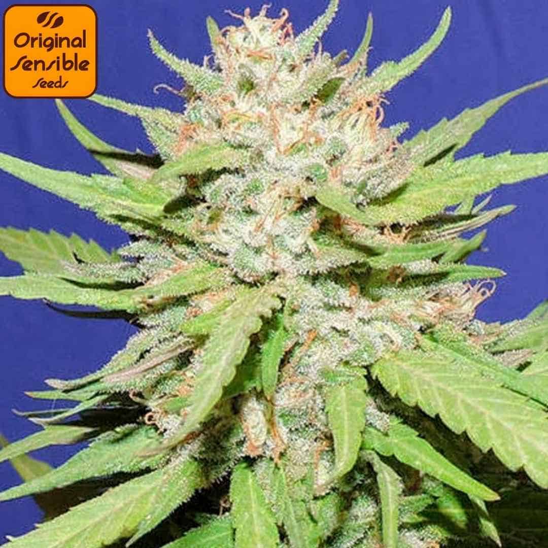 Reife Wedding Cake Cannabisblüte mit dichter Struktur, vielen Trichomen und orangefarbenen Blütenstempeln