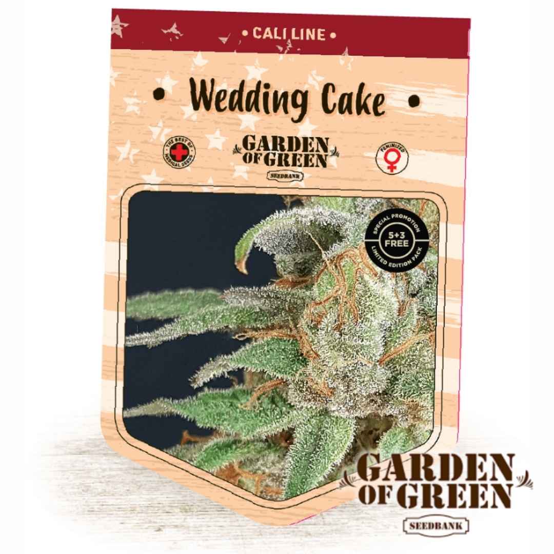 Frostige Wedding Cake Blüte mit dichten Harzschichten und orangefarbenen Blütenhaaren in Nahaufnahme