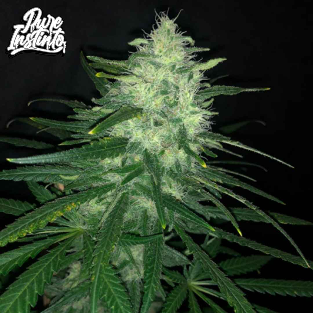 Wedding Cake Cannabisblüte mit dichten, harzigen Buds und weißen Trichomen, reife Blütenphase