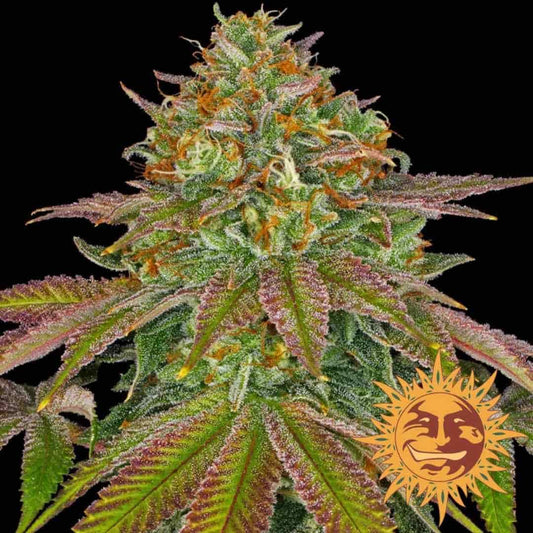 Wedding Cake Blüte mit dichten, harzigen Buds, orangefarbenen Härchen und violett-grünen Zuckerblättern.