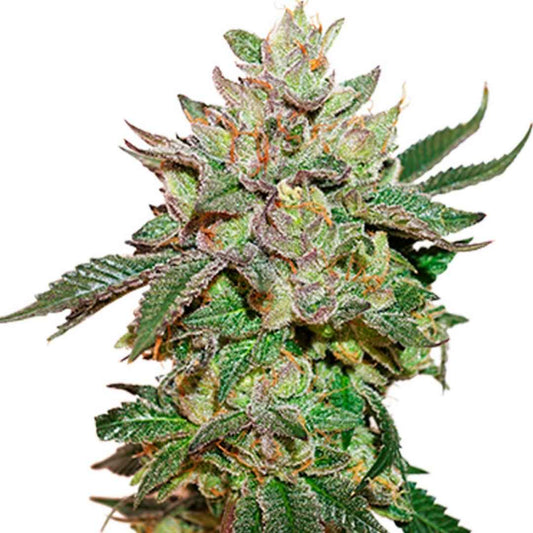 Dichte Wedding Cake Blüte mit violetten Akzenten, orangen Härchen und harzigem Überzug.