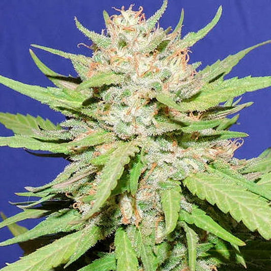 Kompakte Wedding Cake Blüte mit dichten Harzschichten, orangefarbenen Stigmen und sattgrünen Zuckerblättern vor blauem Hintergrund.