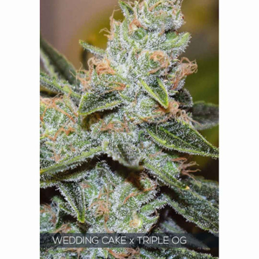 Wedding Cake x Triple OG von Vision Seeds mit dichter, harziger Cannabisblüte und sichtbaren Trichomen.