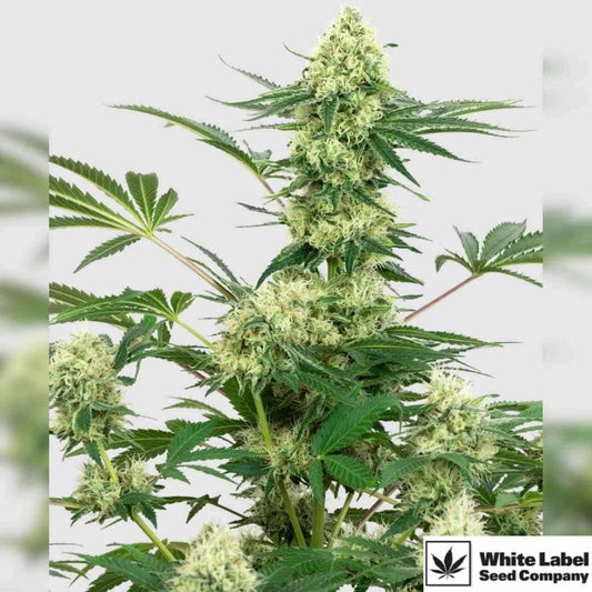 Wedding Cheesecake Cannabispflanze mit dichten, harzigen Blüten und kräftigen grünen Fächerblättern