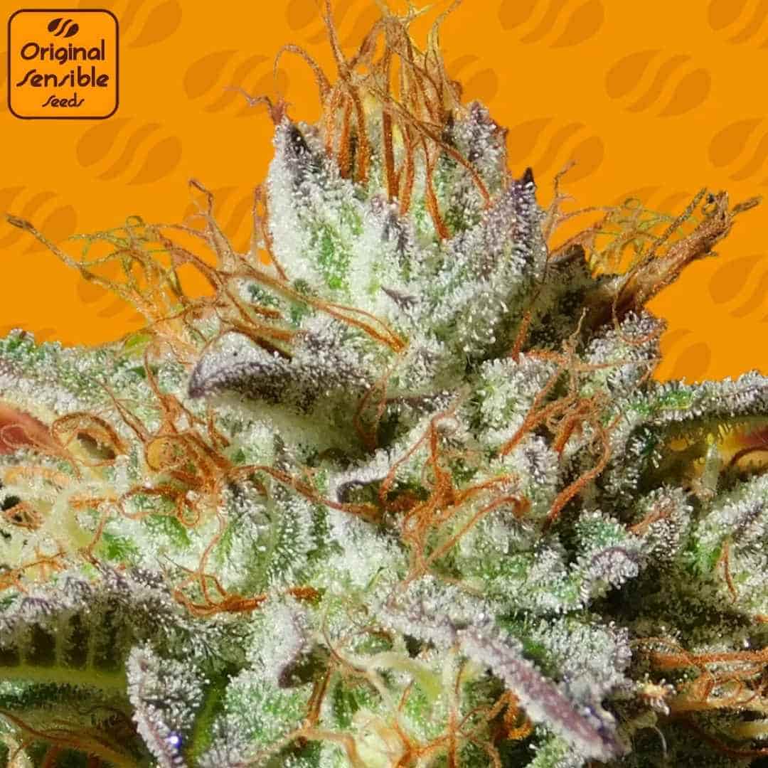 Harzige Weding Cookies Blüte mit dichten Trichomen, orangefarbenen Stempeln und kompakter Bud-Struktur