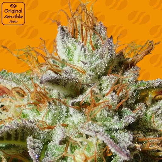 Harzige Weding Cookies Blüte mit dichten Trichomen, orangefarbenen Stempeln und kompakter Bud-Struktur