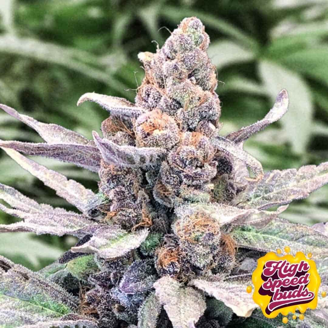 Reife, harzige Blüte von Wedding Crasher Auto mit dichten Buds, violetten Akzenten und orangefarbenen Blütenstempeln