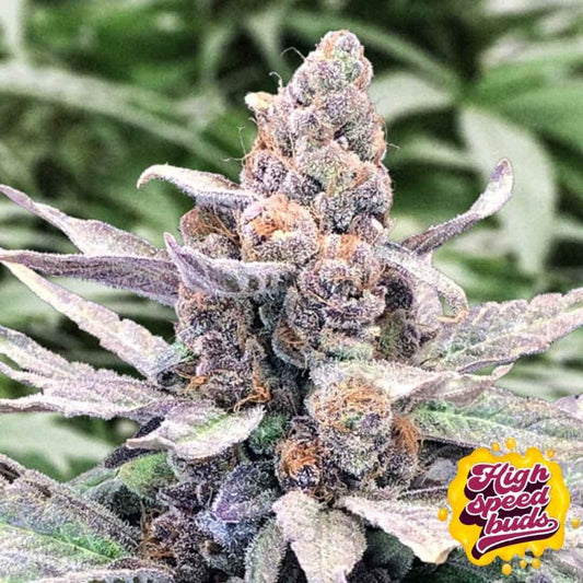 Reife, harzige Blüte von Wedding Crasher Auto mit dichten Buds, violetten Akzenten und orangefarbenen Blütenstempeln