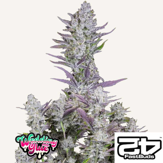 Wedding Glue Auto mit dichten, harzigen Buds und violett getönten Blättern in voller Blüte