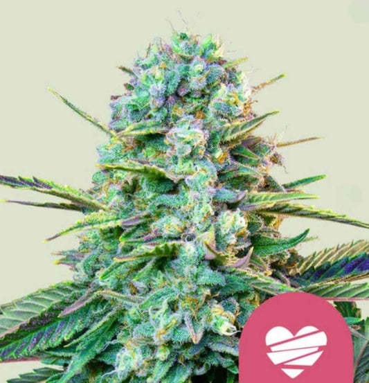 Harzige Wedding Crasher Bud mit lila-grünen Blättern und dichter Trichomschicht in Nahaufnahme.