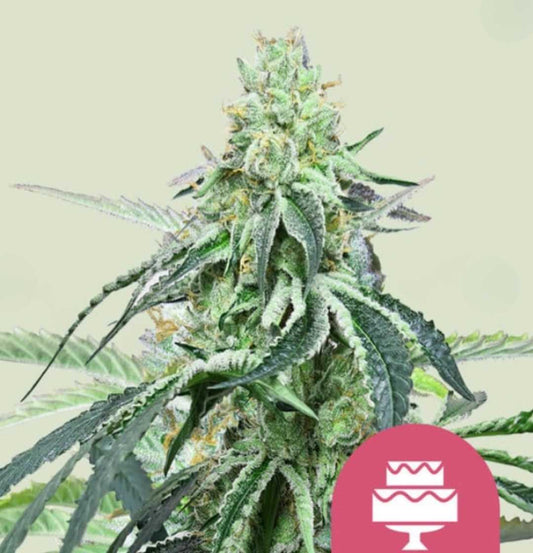 Harzig kompakter Wedding Gelato Bud mit dichten Blüten und frostiger Trichombeschichtung vor hellem Hintergrund