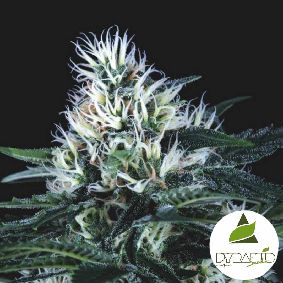 Wembley Fast Blüte mit weißen, dichten Härchen und harzigen, kompakten Buds