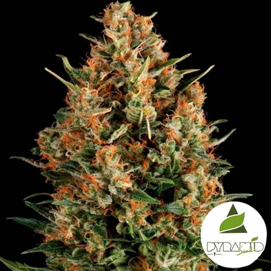 Wembley Blüte mit dichten orangefarbenen Härchen und harzüberzogenen grünen Buds