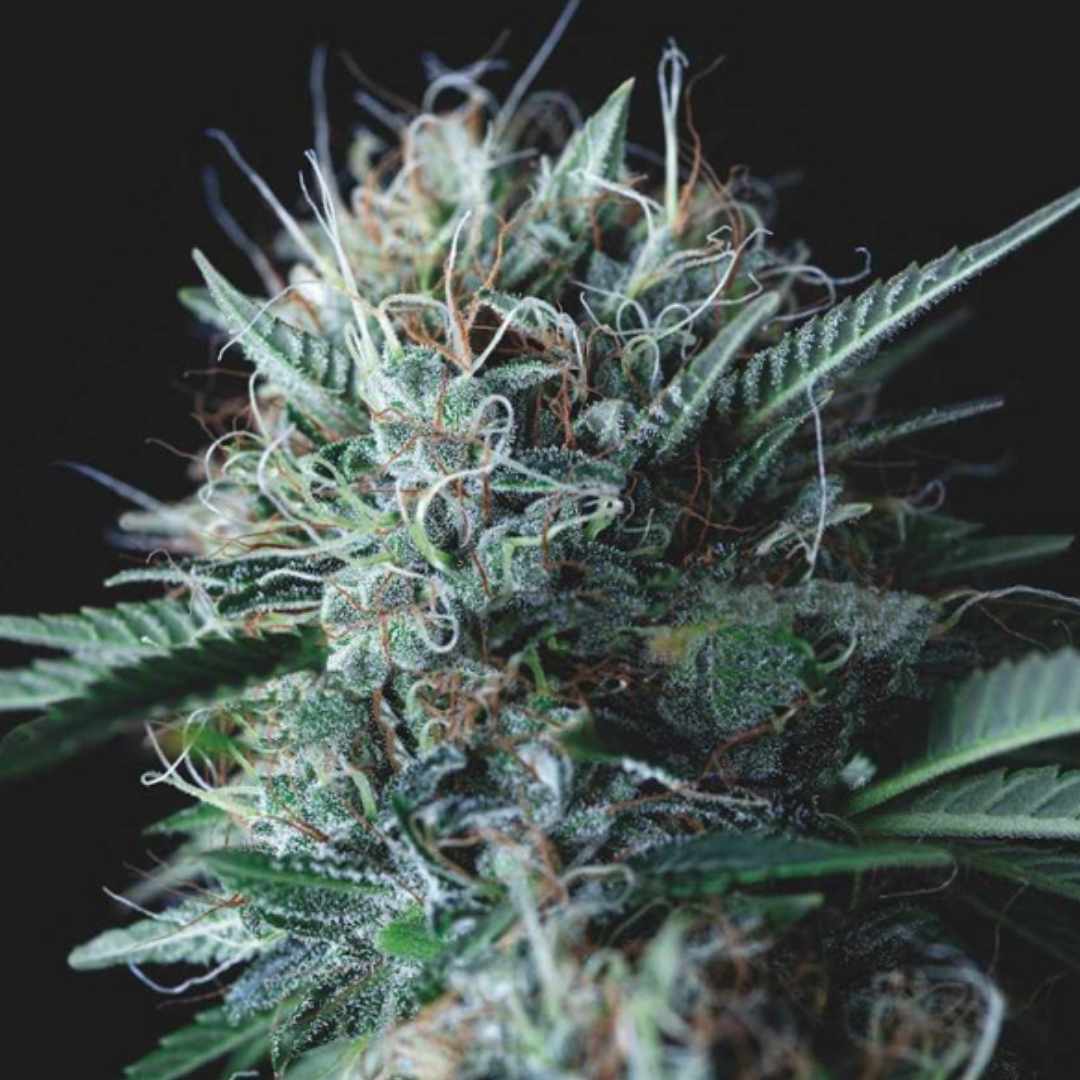 Harzige Blüte mit orangefarbenen Fäden und dichten Trichomen der Wembley x Mendocino Genetik