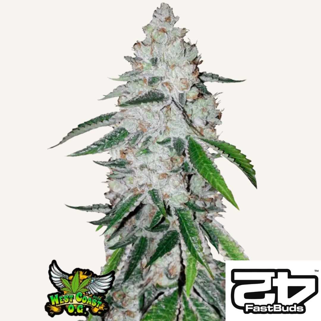 Harzige Blüte der West Coast O.G. Auto mit dichten Buds und grünen Zuckerblättern von Fast Buds