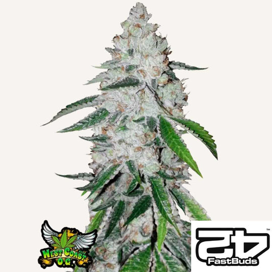 Harzige Blüte der West Coast O.G. Auto mit dichten Buds und grünen Zuckerblättern von Fast Buds