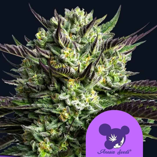 WHAM BOOM Cannabisblüte mit dichten, harzreichen Knospen und violettgrünen Blättern