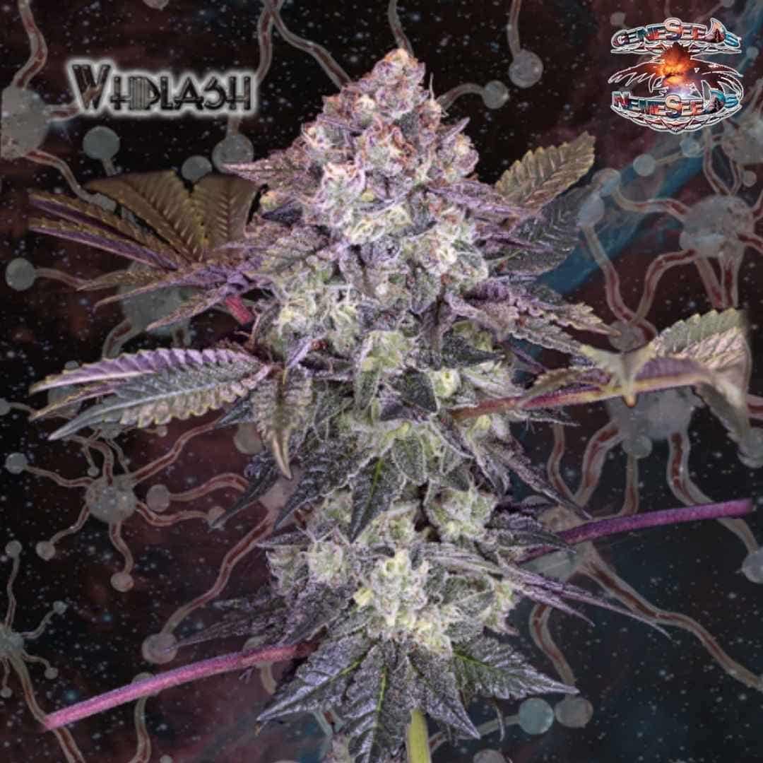 Whiplash Cannabisblüte mit dichten Trichomen, violetten Blättern und harziger Struktur