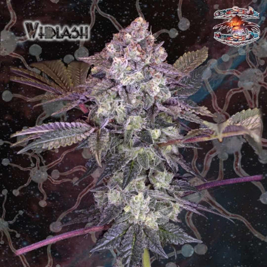 Whiplash Cannabisblüte mit dichten Trichomen, violetten Blättern und harziger Struktur