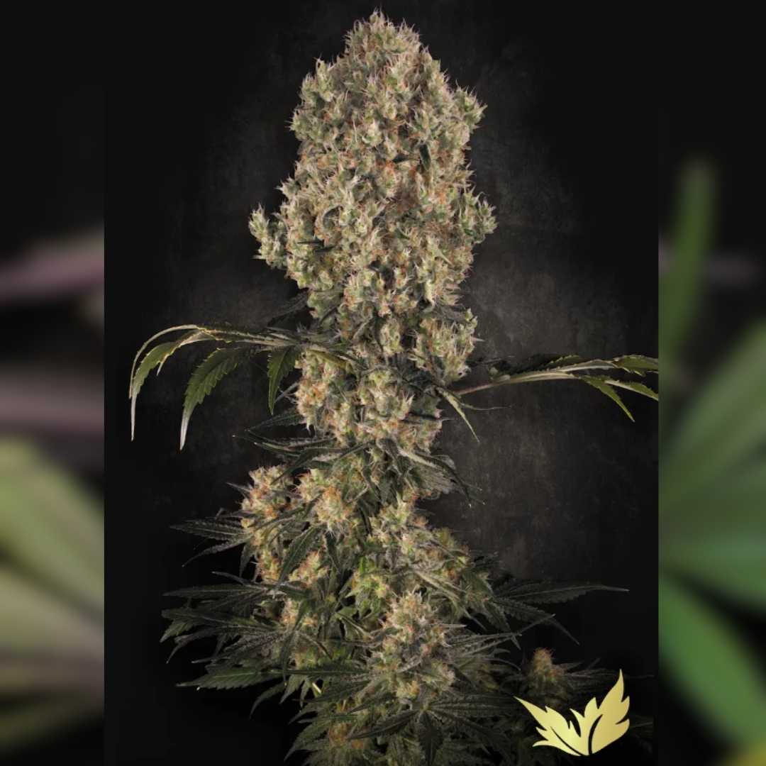 Dichte White Berry Cannabispflanze mit harzigen, kristallüberzogenen Buds und orangefarbenen Blütenhaaren.