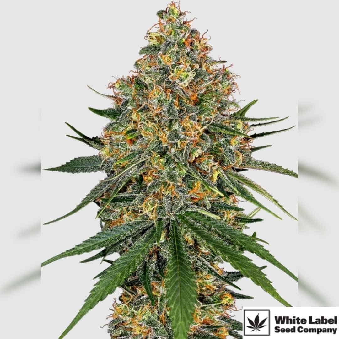 White Cheese Pflanze mit dichten, harzigen Blüten und orangefarbenen Stempeln