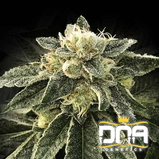 Nahaufnahme einer White Chocolope Blüte mit dichten Harzkristallen und orangefarbenen Blütenhaaren.