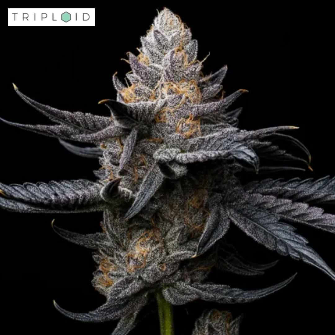 White Diamond Blüte von Triploid Genetics mit dichter Trichomschicht und violetten Nuancen