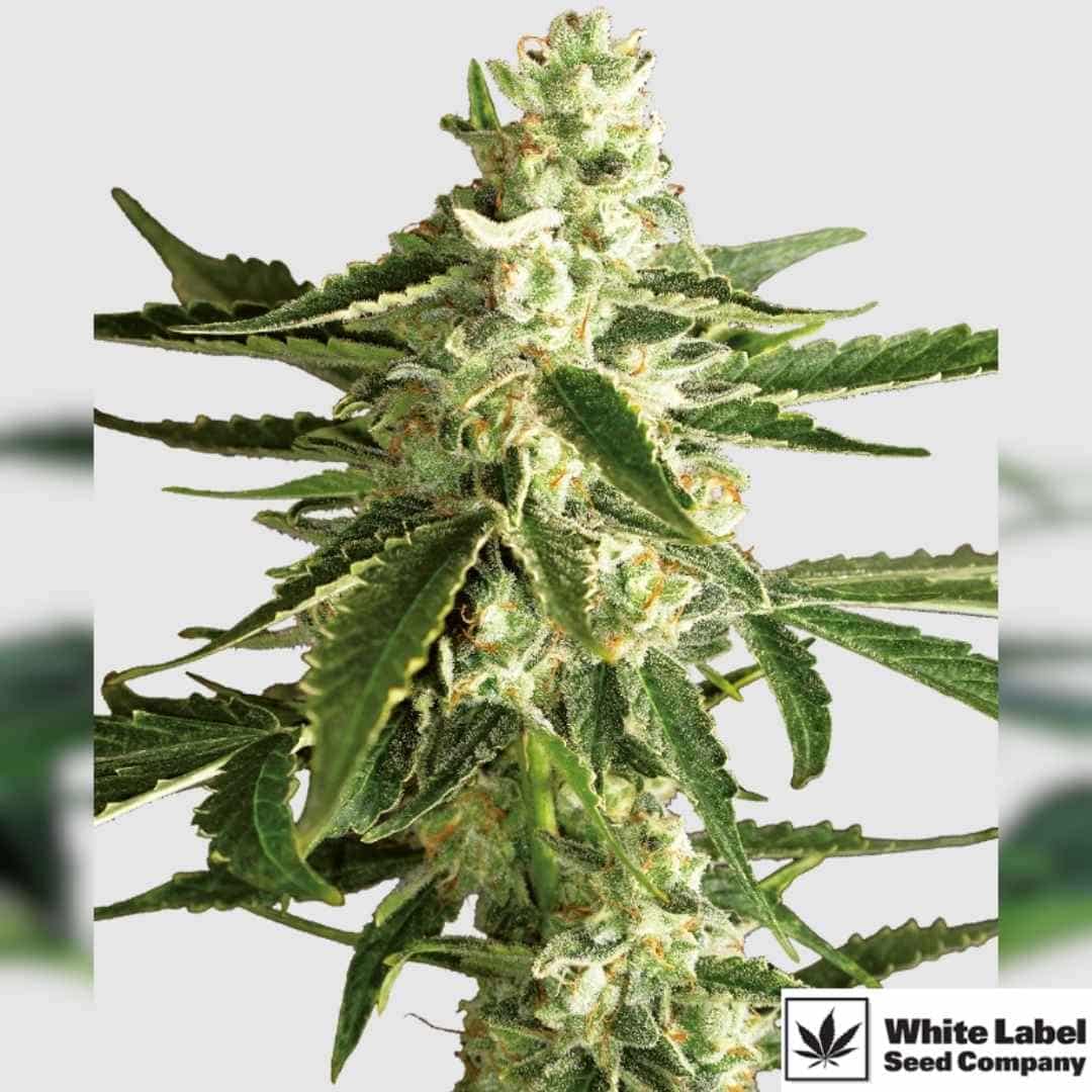 White Diesel Haze Automatic mit dichten, harzigen Blüten und langen, gezackten Blättern