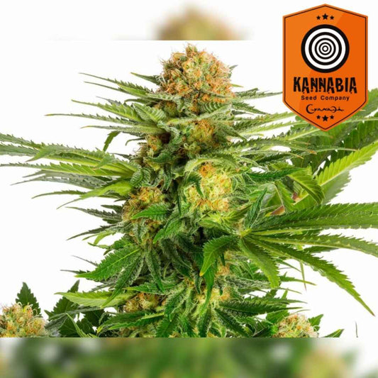 Weiße Domina Pflanze mit dichten, harzreichen Buds und orangefarbenen Blütenhaaren