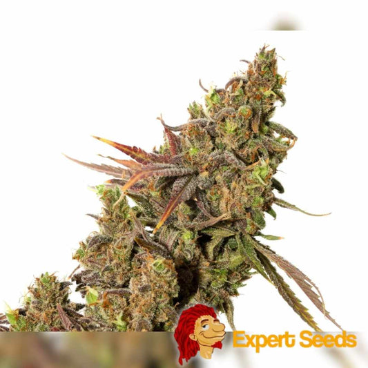 Nahaufnahme einer White Gold Blüte mit violett-grünen Farben, dichten Harztrichomen und orangefarbenen Blütenhaaren.