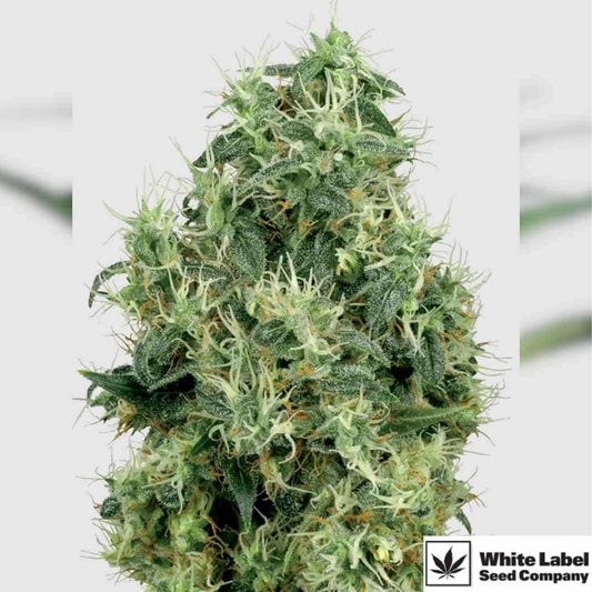 White Gold Blüte mit dichten, harzigen Buds und hellgrünen Blütenfäden