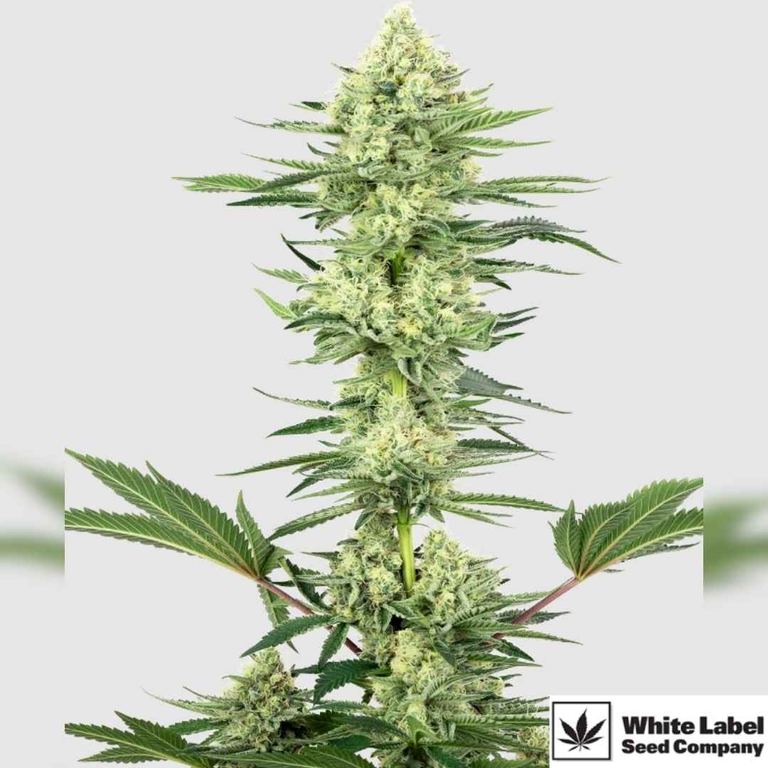 White Gorilla Haze Pflanze mit langen, harzigen Blüten und schmalen, gezackten Blättern