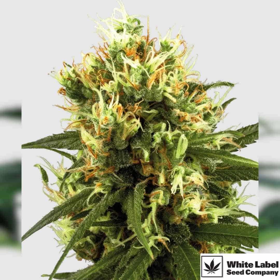 White Haze Automatic Blüte mit dichten, harzigen Buds und orangefarbenen Stempeln