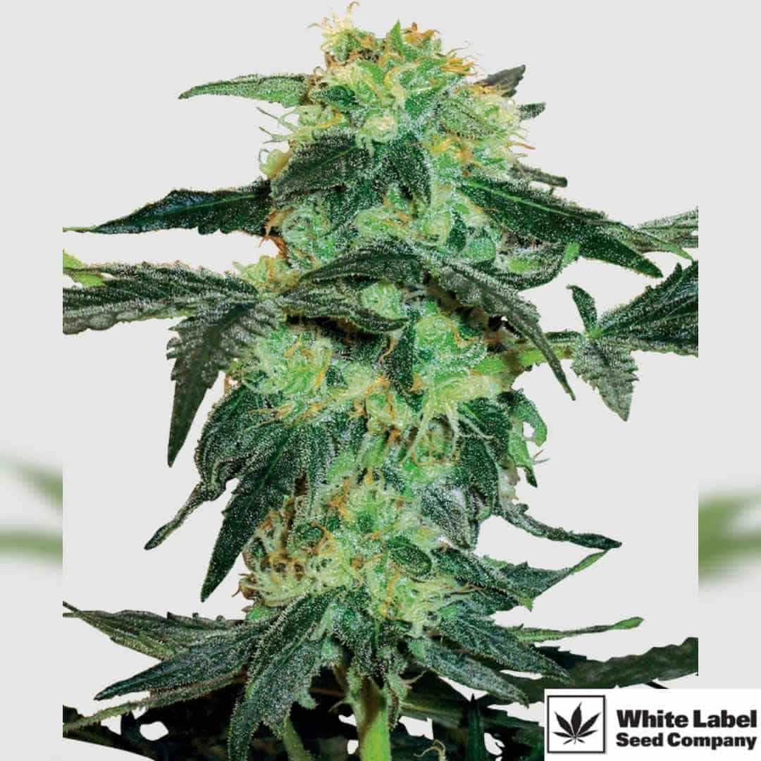 White Ice Blüte mit dichten, harzreichen Buds und hellgrünen Blättern voller Trichome