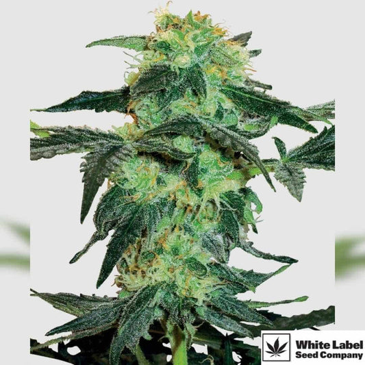 White Ice Blüte mit dichten, harzreichen Buds und hellgrünen Blättern voller Trichome