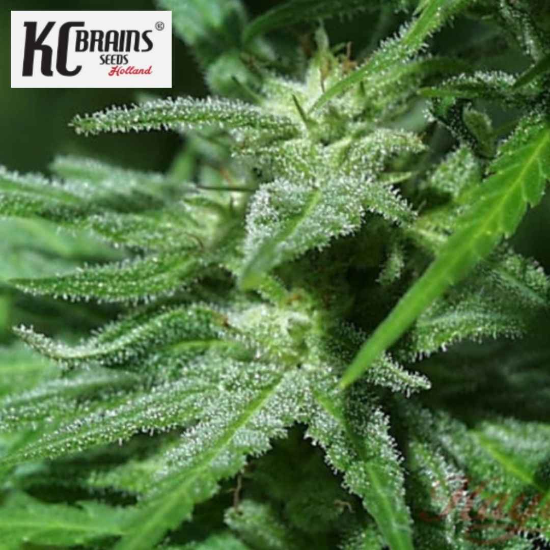 White KC Cannabisblüte mit harzigen, grünen Blättern und sichtbaren Trichomen