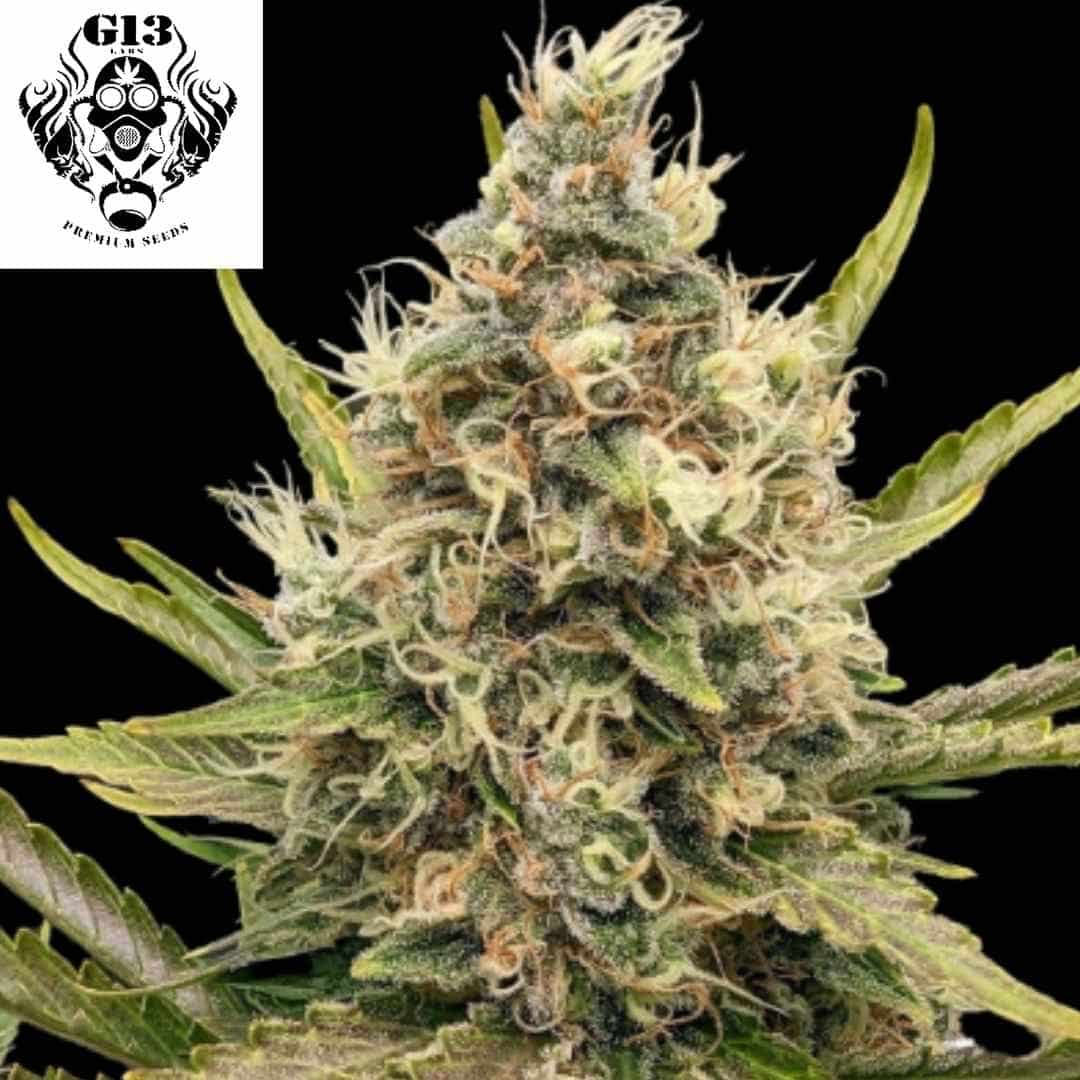 White Lavender Cannabis Blüte mit dichter Harzschicht und orangefarbenen Pistillen an kompakter Spitze