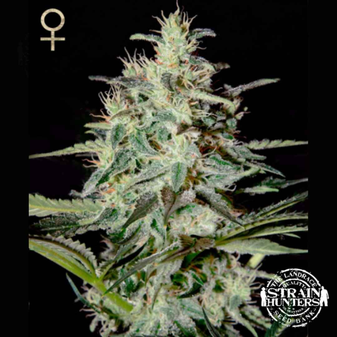 White Lemon Cannabisblüte mit dichten, harzigen Buds, orangefarbenen Blütenfäden und langen grünen Zuckerblättern
