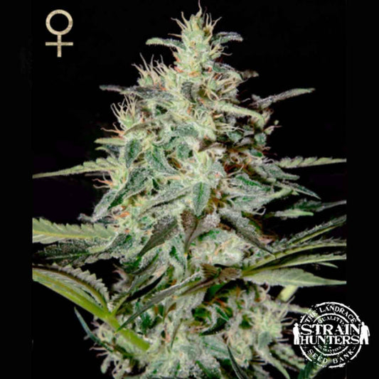 White Lemon Cannabisblüte mit dichten, harzigen Buds, orangefarbenen Blütenfäden und langen grünen Zuckerblättern