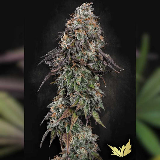 Dicht bewachsene White Noise Cannabisblüte mit frostigen Trichomen und orangefarbenen Blütenhaaren