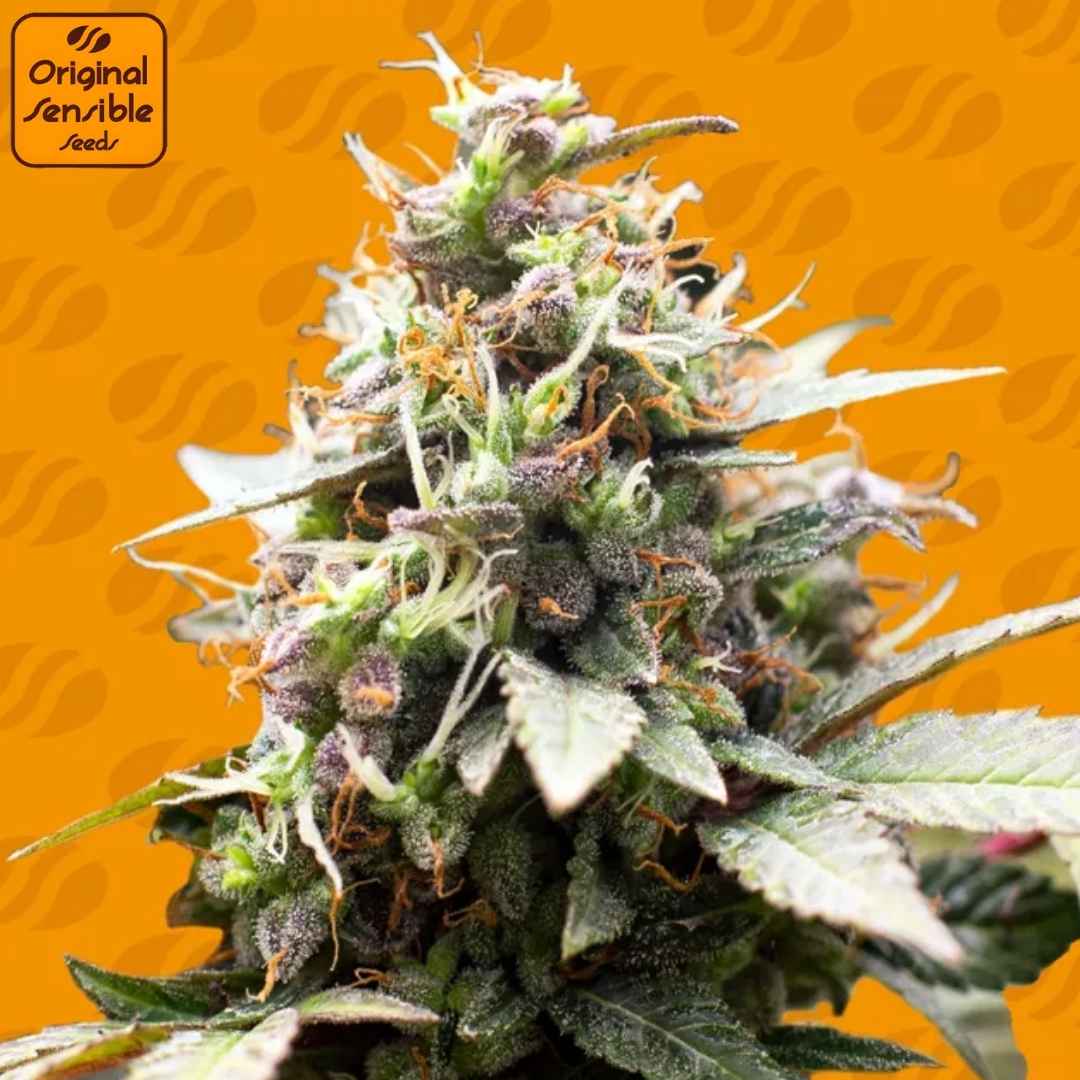 White Raspberry Truffle Cannabisblüte mit dichten Buds, harzigen Trichomen und feinen orangefarbenen Blütenstempeln