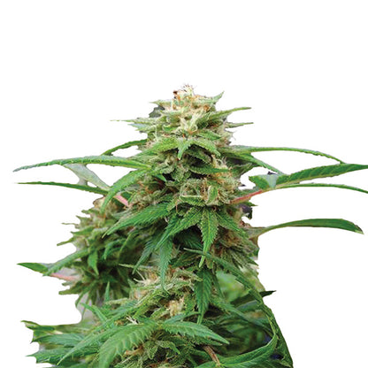 Kompakte White Rhino Blüte mit vielen Harzdrüsen und dichten, hellgrünen Blättern in der Reifephase.