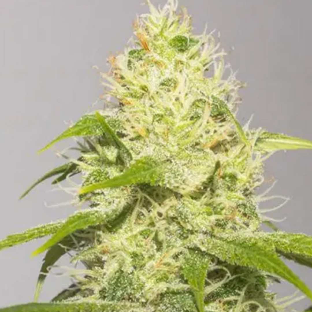 White Runtz von Vision Seeds mit dichter heller Cannabisblüte und starkem Trichombesatz.