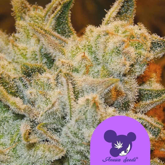 White Runtz Bud mit dichten Trichomen und leuchtend grünen Blüten