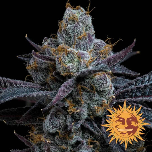 White Runtz Blüte mit dichten Trichomen, violetten Blättern und leuchtend orangefarbenen Härchen
